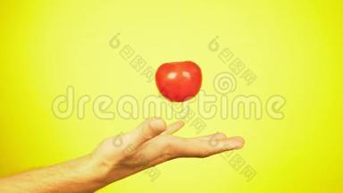 新鲜的西红柿落在一个人手上，`滴水。 营养的概念.. 在黄色背景上隔离